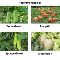 Chipku Pheromone Lure (10 Pieces) For All Types Of Vegetable Farming
